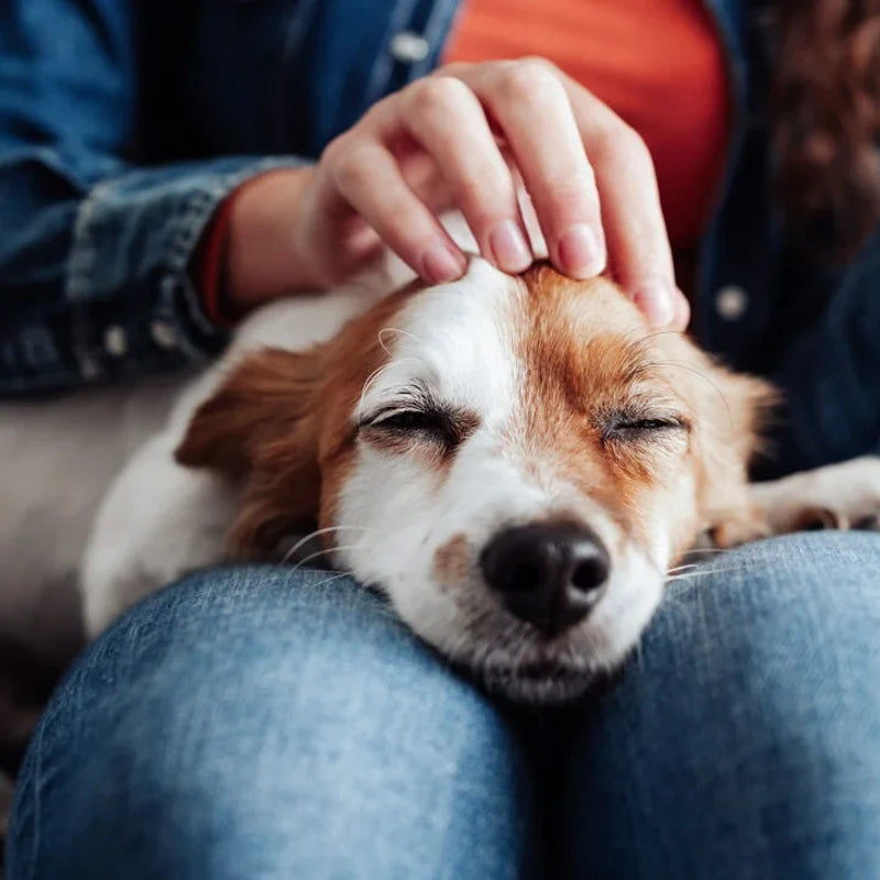 dog sleeping on his owner's knees