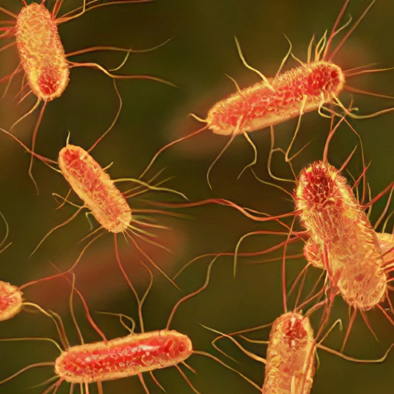 How E. coli Gets into Urine and What to Do About It | Milerd