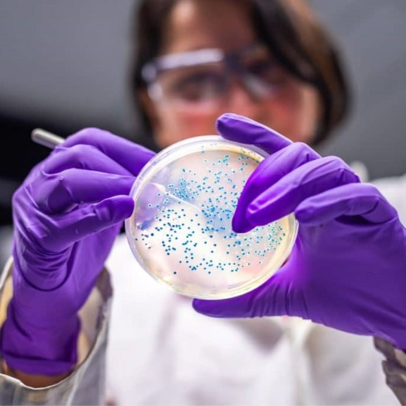 detecting of escherichia coli